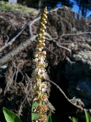 Phytolacca heterotepala