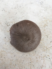 Pluteus septocystidiatus