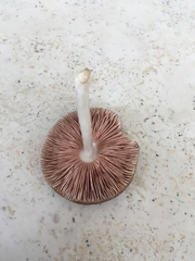 Pluteus septocystidiatus
