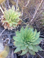 Dudleya brittonii