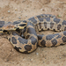 Eastern Foxsnake - Photo (c) Josh Vandermeulen, some rights reserved (CC BY-NC-ND)