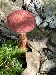 Aureoboletus russellii