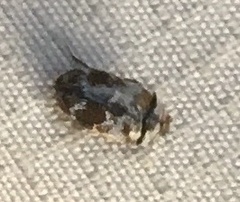 Trogoderma sternale aspericolle