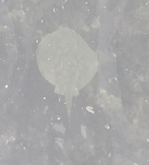 Urobatis halleri