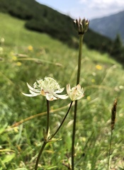 Astrantia bavarica