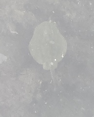 Urobatis halleri