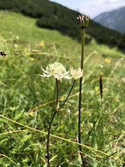 Astrantia bavarica