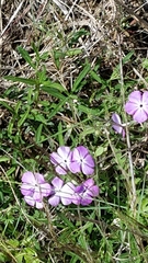 Phlox glabriflora