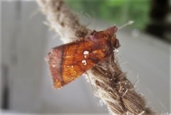 Papaipema leucostigma