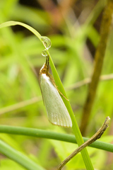 Argyriini