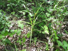 Carex molesta