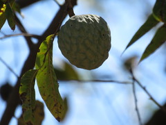 Annona reticulata