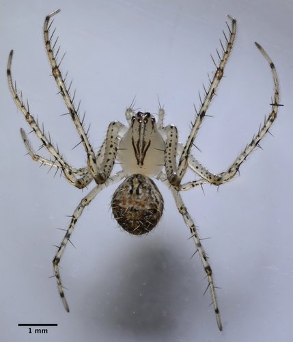 Mimetidae