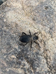 Cryptoglossa variolosa