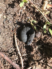 Proserpinus flavofasciata