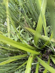 Hippodamia tredecimpunctata