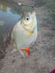Piaractus brachypomus