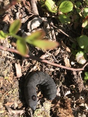 Proserpinus flavofasciata