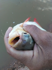 Piaractus brachypomus