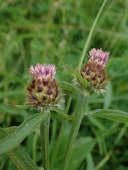 Centaurea debeauxii