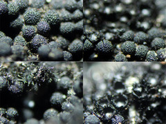 Chaetosphaerella phaeostroma
