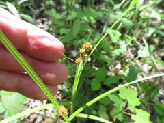 Carex molesta