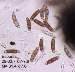 Chaetosphaerella phaeostroma