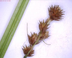 Carex molesta