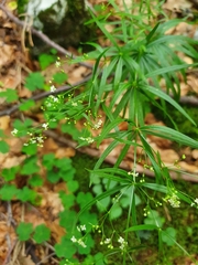 Galium aristatum