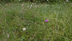 Symphyotrichum × salignum