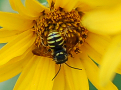 Paranthidium jugatorium