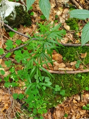 Galium aristatum