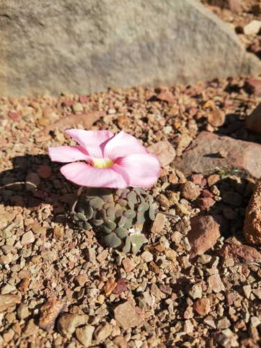 Image of Oxalis convexula by (c) Danie Palm, some rights reserved (CC BY)