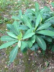 Edgeworthia chrysantha