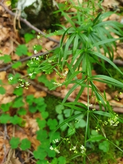Galium aristatum
