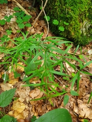 Galium aristatum
