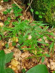 Galium aristatum
