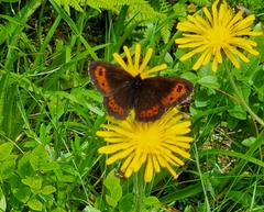 Erebia euryale