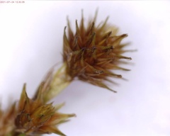 Carex molesta