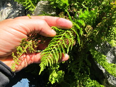 Athyrium americanum