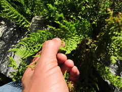 Athyrium americanum