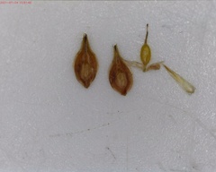 Carex molesta