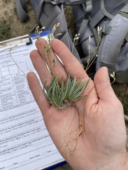 Phemeranthus confertiflorus