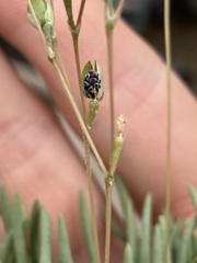 Phemeranthus confertiflorus