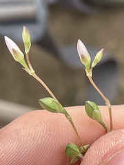 Phemeranthus confertiflorus