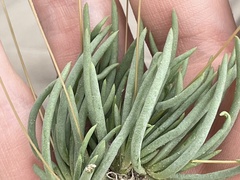 Phemeranthus confertiflorus