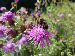 Bombus