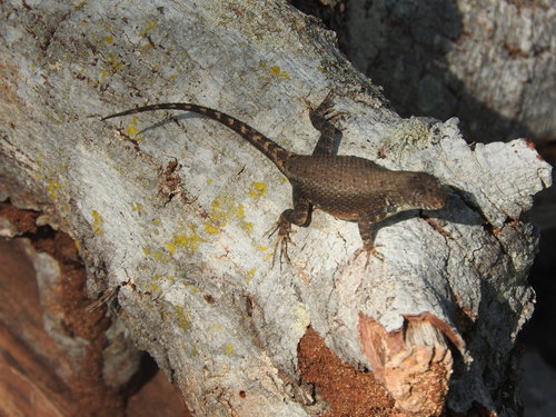 Nelson's Spiny Lizard (Sceloporus nelsoni) - Snakes and Lizards