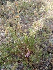 Asperula tephrocarpa