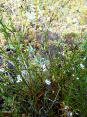 Asperula tephrocarpa